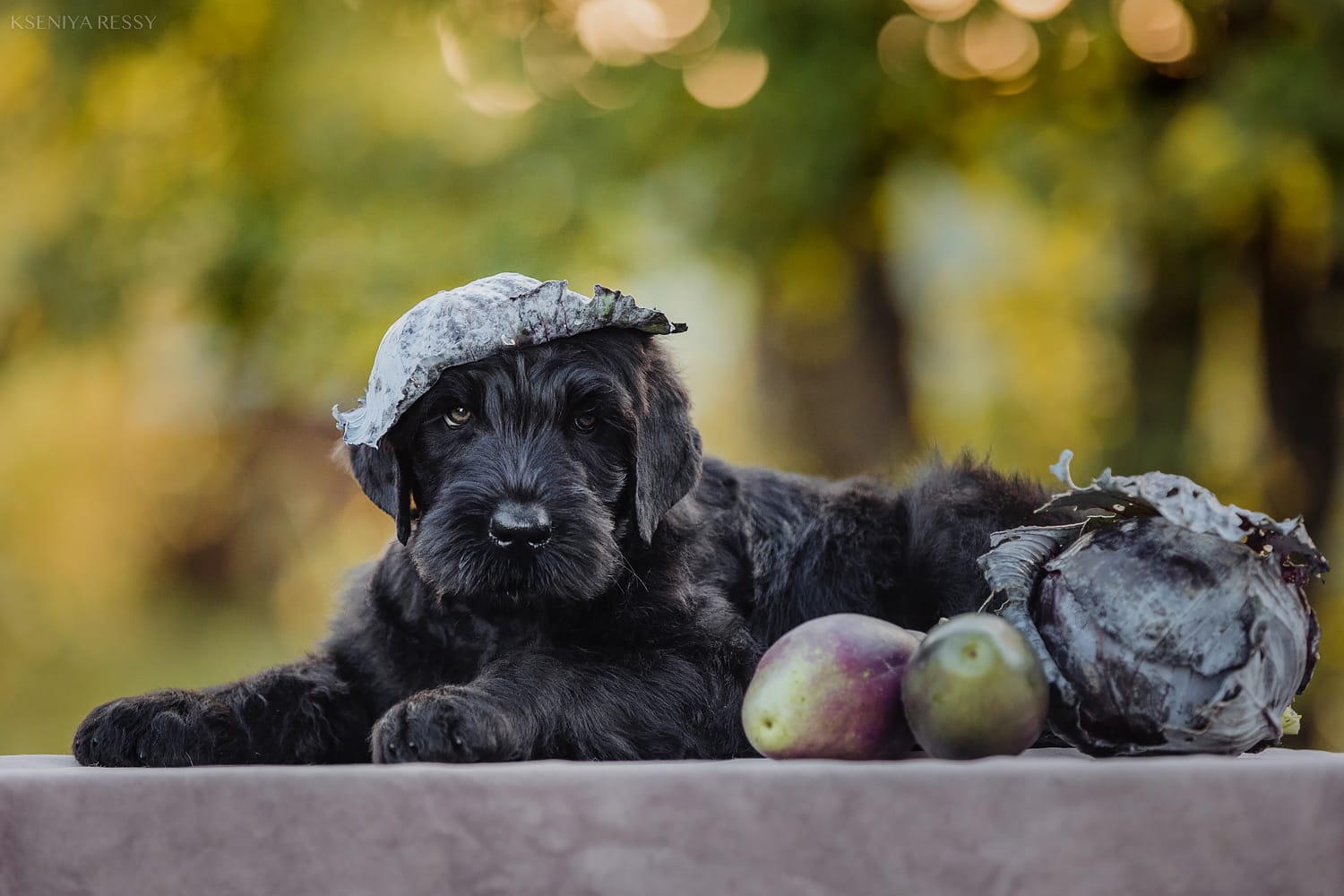 фотоальбом Деликато Бестиа Лав стори моя и твоя